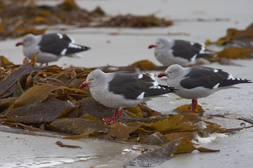 Group of Dolphin Gulls (Leucophaeus scoresbii) on a kelp strewn beach on Saunders Island in the Falkland Islands.
