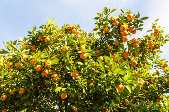 Orange trees with fruits on plantation at Mae Hong Son Province, Thailand