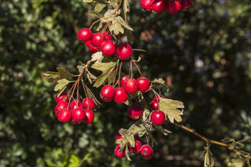 Obraz premium Crataegus monogyna