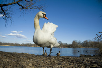 Close up shot of a swan on land standing on solid ground near a pond. Blue pond in background with ducks and birds. Low angle shot.