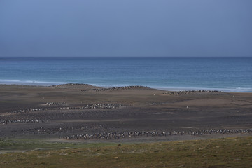 The Neck on Saunders Island in the Falkland Islands; home to multiple colonies of Gentoo Penguins (Pygoscelis papua).