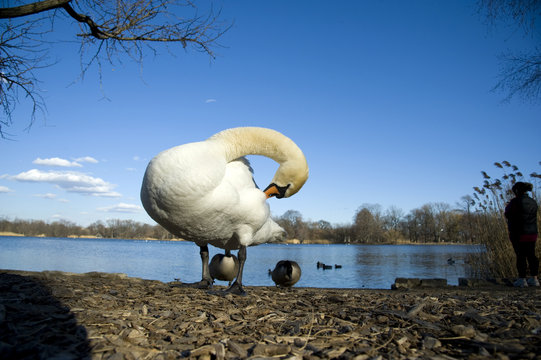 Close Up Shot Of A Swan On Land Standing On Solid Ground Near A Pond. Swan Cleaning Itself With Beak