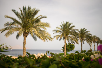 Fototapeta premium picturesque landscape embankment of an exotic country. vacation in egypt. palm trees on the background of the red sea.