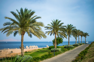 Fototapeta na wymiar picturesque landscape embankment of an exotic country. vacation in egypt. palm trees on the background of the red sea.