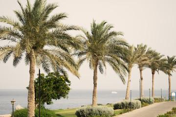 Obraz na płótnie Canvas picturesque landscape embankment of an exotic country. vacation in egypt. palm trees on the background of the red sea.