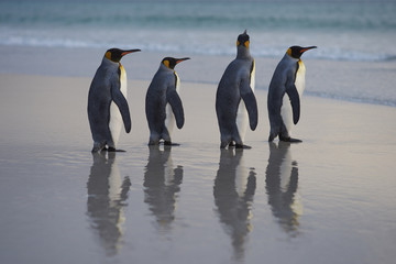 Group of King Penguins (Aptenodytes patagonicus) on the beach at The Neck on Saunders Island in the Falkland Islands.