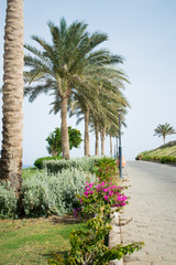 Fototapeta na wymiar palm trees on the background of the red sea. embankment of Egypt. Sharm el sheikh. beautiful view of the embankment of Egypt