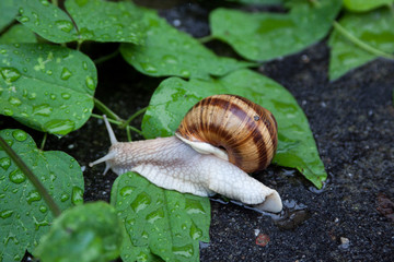 Snail in the shell