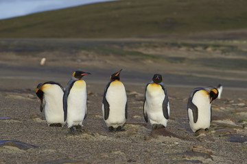 Group of King Penguins (Aptenodytes patagonicus) at The Neck on Saunders Island in the Falkland Islands.