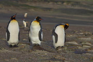 Fototapeta na wymiar Group of King Penguins (Aptenodytes patagonicus) at The Neck on Saunders Island in the Falkland Islands.