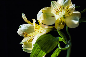 Flowers in the winter