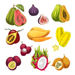 Exotic and tropical fruit watercolor illustration