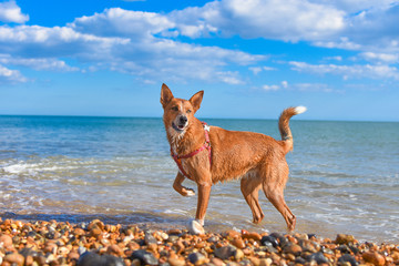 Dogs enjoying themselves