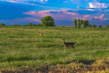 Deer at Sunset