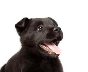 Fototapeta premium Black german shepherd puppy