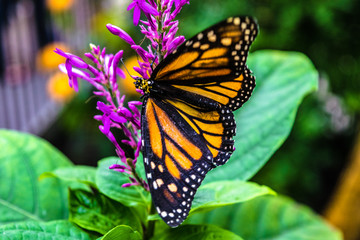 Obraz premium Butterfly on flower