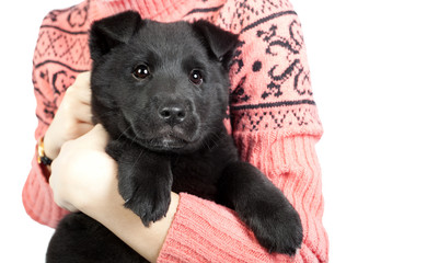 happy puppy of a German shepherd in the arms of a girl in a sweater