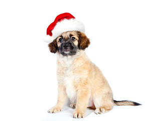 puppy of a golden retriever (shepherd) in a santa hat