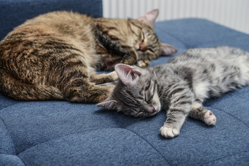 Cat with kitten