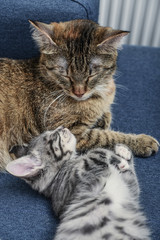 Fototapeta na wymiar Cat with kitten