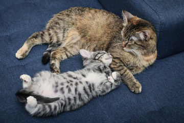 Fototapeta na wymiar Cat with kitten