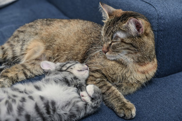 Cat with kitten