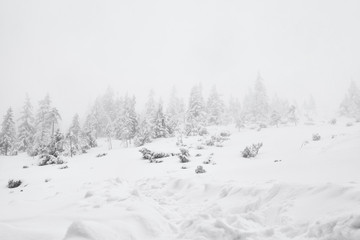 winter snowstorm and fir trees