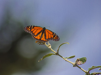 Fototapeta na wymiar Monarch Butterfly California Coast