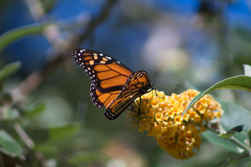 Monarch Butterfly California Coast