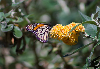 Monarch Butterfly California Coast