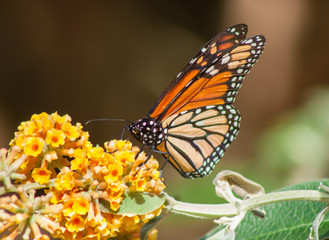 Obraz na płótnie Canvas Monarch Butterfly California Coast