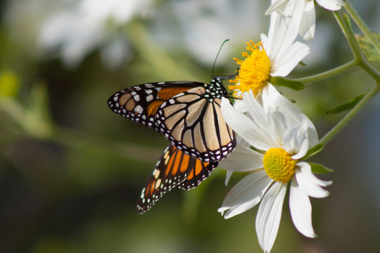 Monarch Butterfly California Coast