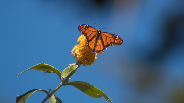 Monarch Butterfly California Coast