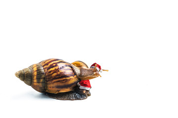 Christmas hat with snails on white background  ,Can convey the love of family or Love between mother and child