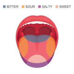  vector illustration of a basic taste areas on human tongue, sour, sweet, bitter and salty. sense zone