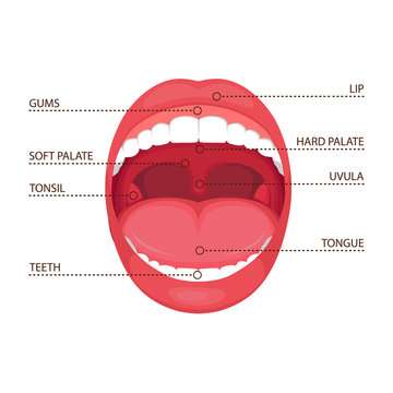  vector illustration of a  anatomy human open  mouth. medical diagram  