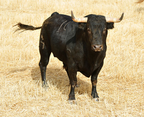 bull black