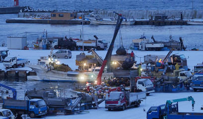 漁港の朝　ホタテ街の水揚げ