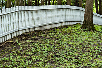 White Picket Fence & Tree