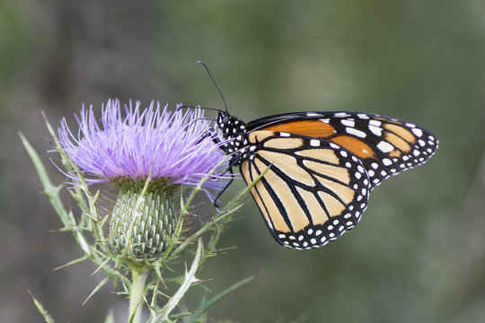 Butterfly 2017-143 / Monarch on thistle
