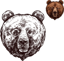 Naklejka premium Bear or grizzly animal sketch of wild predator