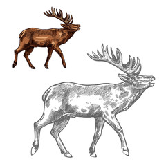 Roaring deer sketch animal with large antlers