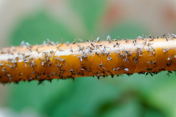 Adhesive tape for insects. Insects have stuck to an adhesive tape.