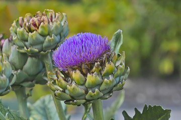 Blüte der Artischoke