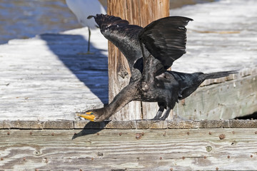 Bird cormorant at park lake