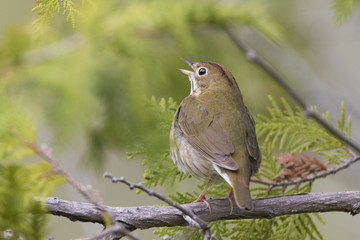 ovenbird (Seiurus aurocapilla) singing in spring