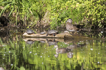 Wood duck baby in spring