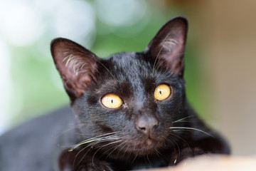 Portrait of black cat looking camera, cute animal and pet