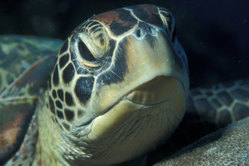 turtle close