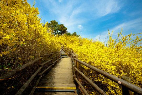 Colorful forsythia flowers in Eungbongsan Mountain, Seoul, South Korea